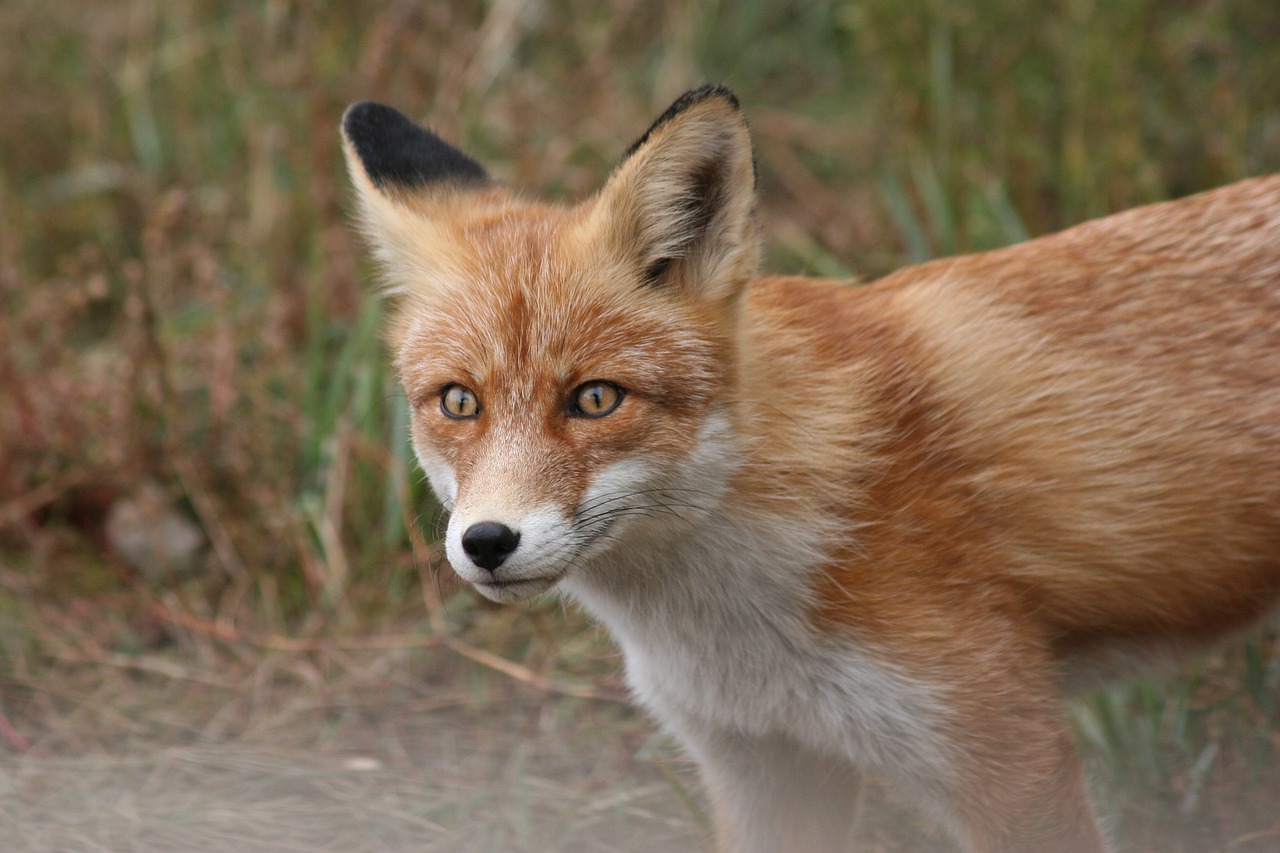 fox, nature, animal