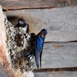 barn swallow, swallow, barn swallows