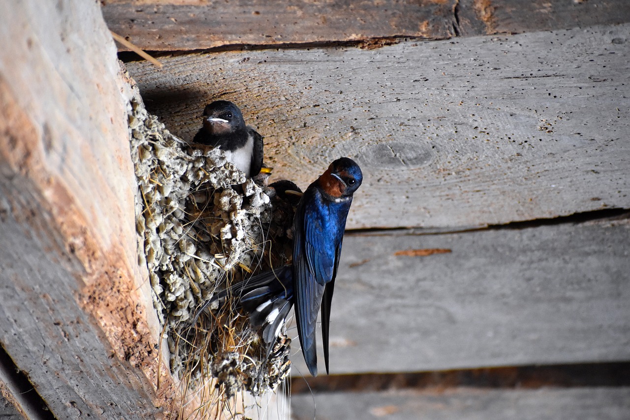 barn swallow, swallow, barn swallows