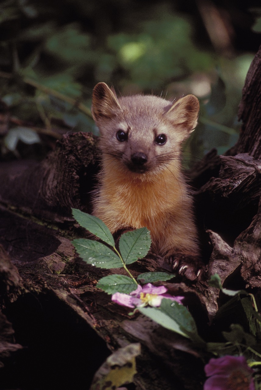 marten, wildlife, plants